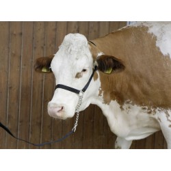 Licol Vache Nylon Holstein